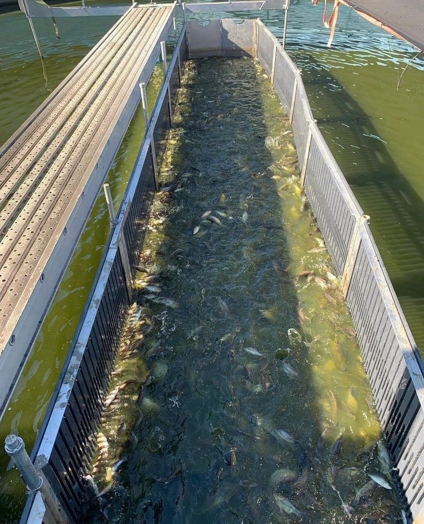 Fish in a Malone Lake production holding facility